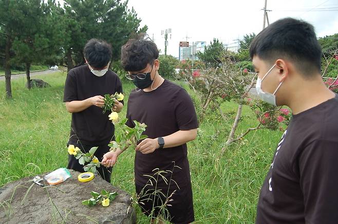 가톨릭대학교 김상태 교수 연구팀이 지난해 7월 제주 함덕리 인근에서 황근 유전자 다양성 분석을 위한 시료를 채취하고 있다. 국립생물자원관 제공