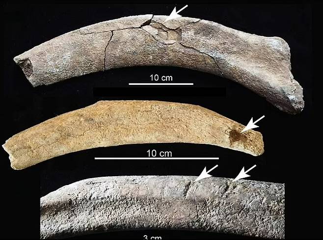 약 3만 7000년 전 현재의 미국 뉴멕시코주에 서식하다 인류에게 사냥당한 것으로 추정되는 어미와 새끼 매머드의 뼈조각. 날카로운 도구에 찔리는 등 도축의 흔적이 발견됐다