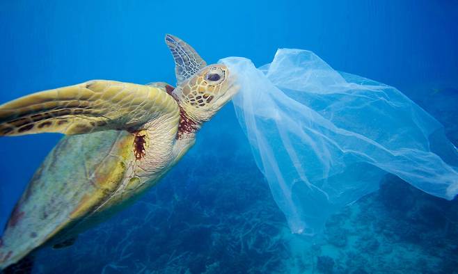플라스틱 비닐봉지를 먹이로 착각한 바다거북