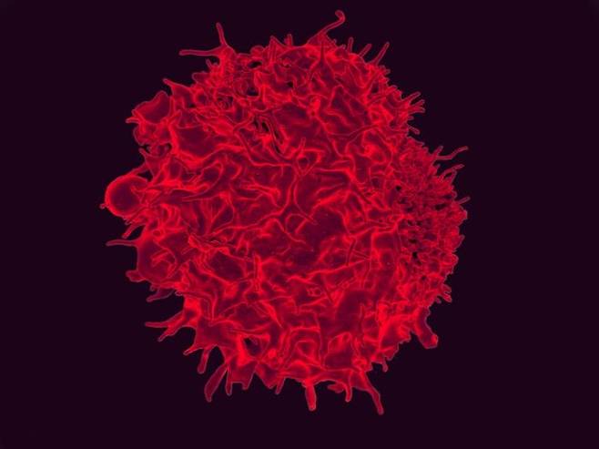 주사형 전자현미경으로 촬영한 T세포 [미국 국립 알레르기 감염병 연구소(NIAID). 재판매 및 DB 금지]