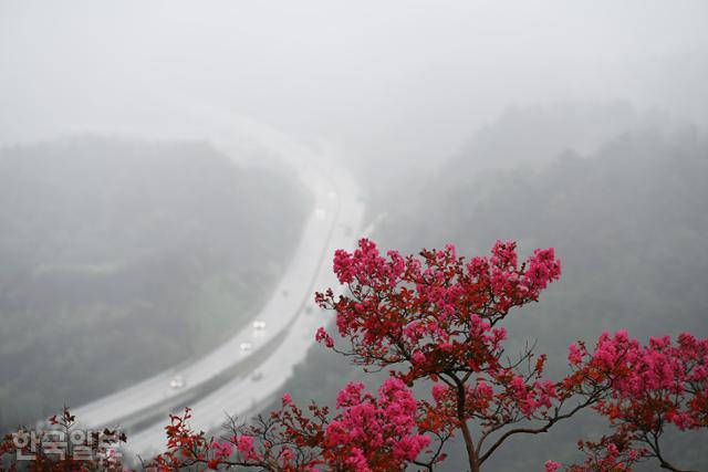 도화동산에 핀 붉은 배롱나무 꽃잎 아래로 7번 국도가 시원하게 내려다보인다.