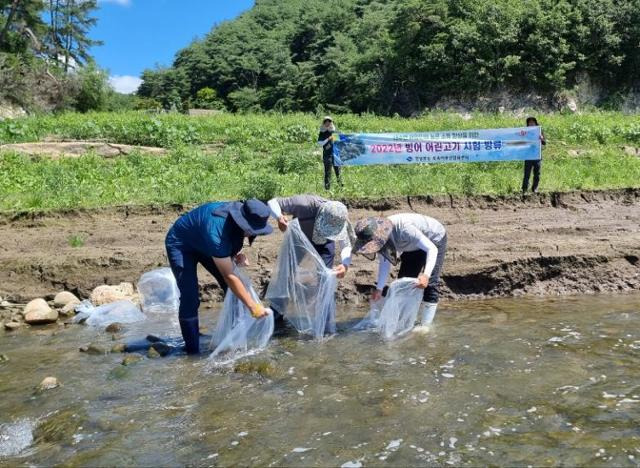 경북도 토속어류산업화센터 관계자들이 지난달 말 안동댐에 5개월 가량 키운 어린 빙어를 방류하고 있다. 경북도 제공