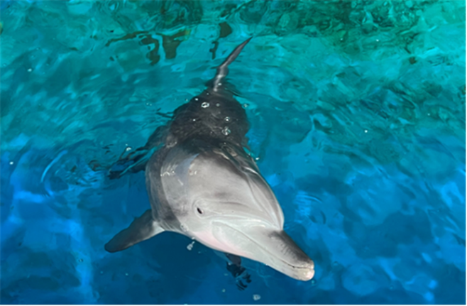 국내 수족관에 남겨진 마지막 남방큰돌고래 ‘비봉이’ 해수부 제공