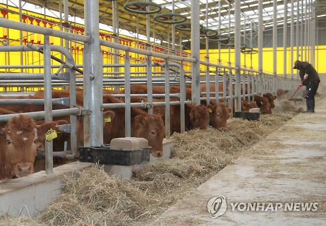 소 농가. 기사와 직접 관련 없음. [연합뉴스 자료사진. 재판매 및 DB 금지]