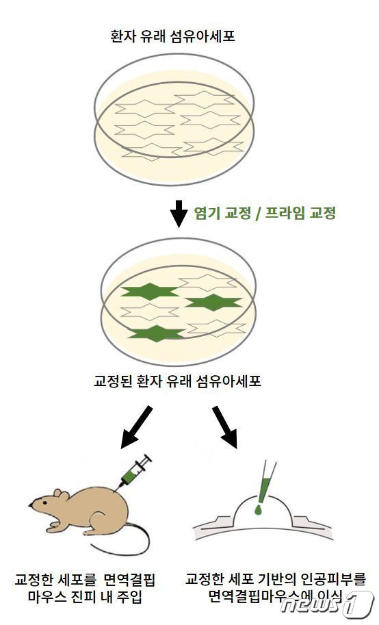 수포성 표피박리증 체외 유전자 교정 치료 모식도 (강남세브란스병원 제공) ⓒ 뉴스1