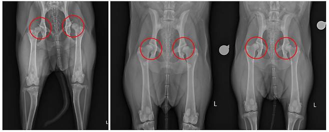 생후 18개월인 고관절 이형성증 래브라도 순종견(왼쪽)은 고관절 이상으로 대퇴골이 골반에서 빠져 있다(붉은색 원). 반면 유전자 교정을 한 같은 나이 복제개들은 대퇴골이 골반에 제대로 끼어 있다(오른쪽)./충남대
