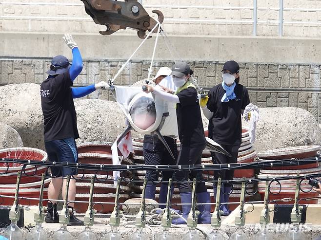 [제주=뉴시스] 오영재 기자 = 4일 오전 제주 서귀포시 대정읍 신도포구에서 남방큰돌고래 '비봉이'가 수족관에서 나와 바다로 방류되고 있다. 2022.08.04. oyj4343@newsis.com