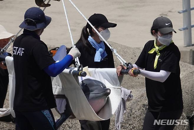 [제주=뉴시스] 오영재 기자 = 4일 오전 서귀포시 대정읍 신도포구에서 도내 수족관에 있는 마지막 남방큰돌고래 '비봉이'가 17년 만에 바다로 방류되고 있다. 2022.08.04. oyj4343@newsis.com