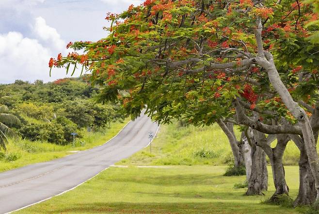 꽃이 활짝 핀 불꽃 나무 [사진/성연재 기자]