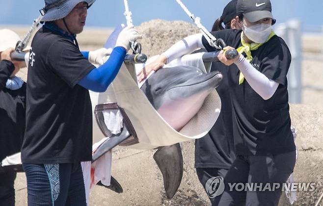 행복한 비봉이 (서귀포=연합뉴스) 백나용 기자 = 2005년 제주 비양도 앞바다에서 혼획돼 퍼시픽리솜에서 17년간 지내던 남방큰돌고래 비봉이가 4일 오전 제주 서귀포시 대정읍 앞바다에 설치된 가두리 훈련장으로 옮겨지고 있다. 2022.8.4 dragon.me@yna.co.kr