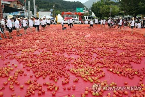 화천토마토축제  [연합뉴스 자료사진]
