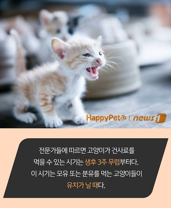 펫카드 ⓒ 뉴스1