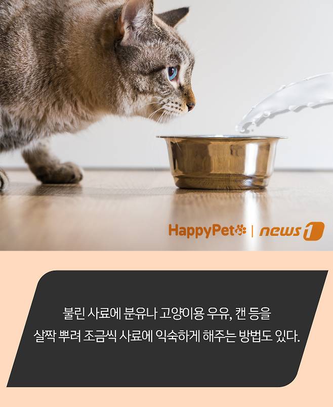 펫카드 ⓒ 뉴스1