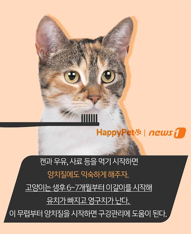 펫카드 ⓒ 뉴스1