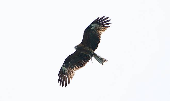 지난 5월10일 경남 고성군 무인도에서 촬영된 솔개 성조. 발에 먹이를 들고 번식지로 이동하고 있다. 환경부·국립생태원 제공