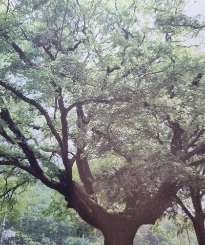 <식물분류학자 허태임의 나의 초록목록> 131쪽 경남 창녕군 옥천리 팽나무 고목 사진