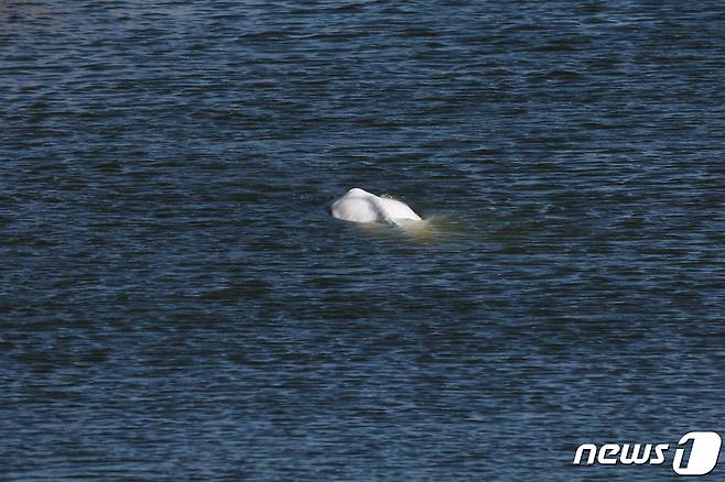 프랑스 센강에서 발견된 흰돌고래 벨루가의 모습 ⓒ 로이터=뉴스1 ⓒ News1 이유진 기자