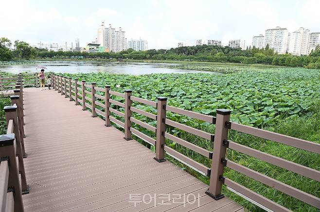 만석공원 수면을 덮은 연잎 위로 데크길이 조성돼 있다.