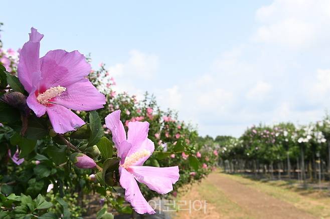 &nbsp;수원무궁화원 산책로.