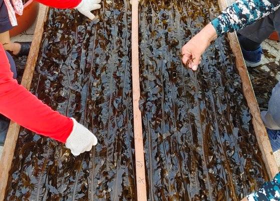 미역을 말리는 모습. 프리랜서 장정필