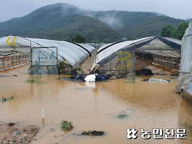 경기 광주 초월읍 시설하우스가 빗물에 잠긴 모습