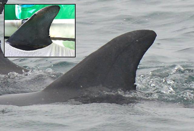 남방큰돌고래 ‘삼팔이’ 의 등지느러미 모습. 삼팔이의 등지느러미 밑부분에 작게 파인 상처가 있다. 연합뉴스