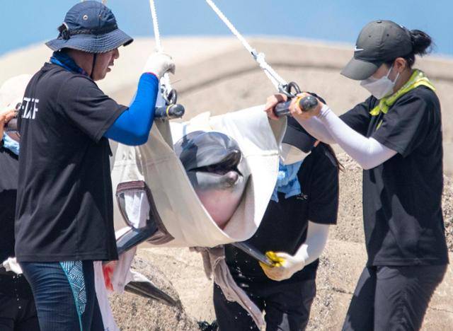 2005년 제주 비양도 앞바다에서 혼획돼 퍼시픽리솜에서 17년간 지내던 남방큰돌고래 비봉이가 이달 4일 오전 제주 서귀포시 대정읍 앞바다에 설치된 가두리 훈련장으로 옮겨지고 있다. 연합뉴스