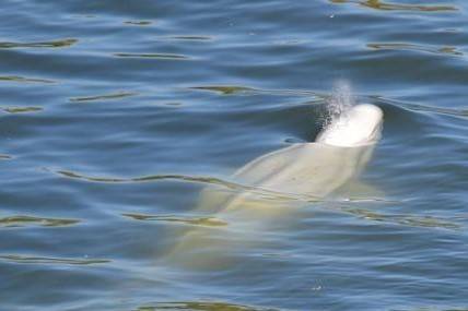 프랑스 센강으로 흘러온 벨루가 / 사진 = 연합뉴스