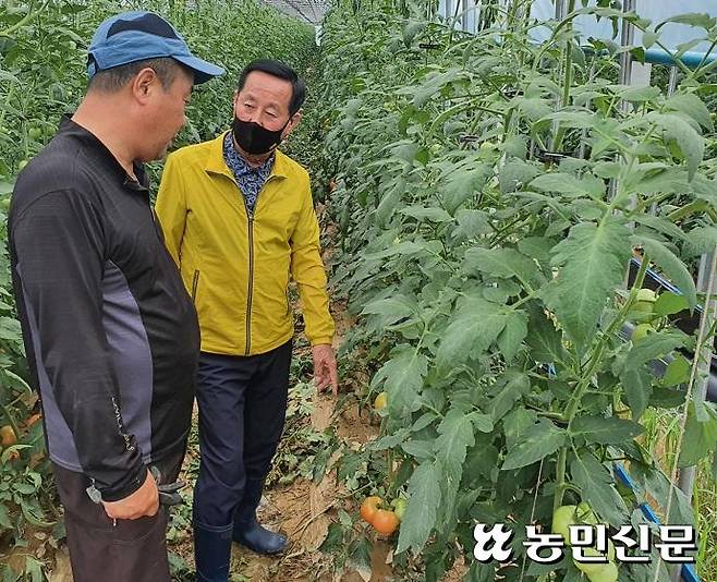 강원 횡성군 둔내면에 있는 토마토 시설하우스가 물폭탄에 진흙 펄로 변해버렸다. 오세복 둔내농협 조합장(오른쪽)과 농민 조성기씨가 수해 현장을 살피고 있다.