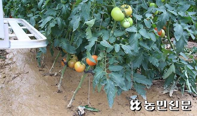 수해피해를 본 토마토 시설하우스 내부 모습.