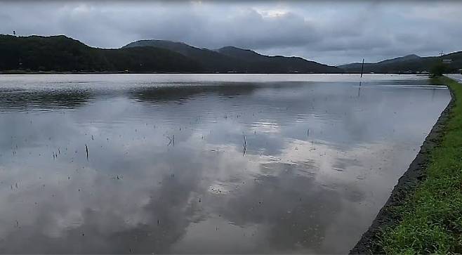 11일 오전 집중호우가 내리고 난 뒤 충남 보령시 오천면에 있는 논이 침수돼 있다. (사진=연합뉴스)