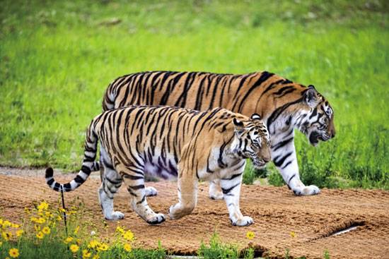백두산 호랑이(사진제공 백두대간수목원)