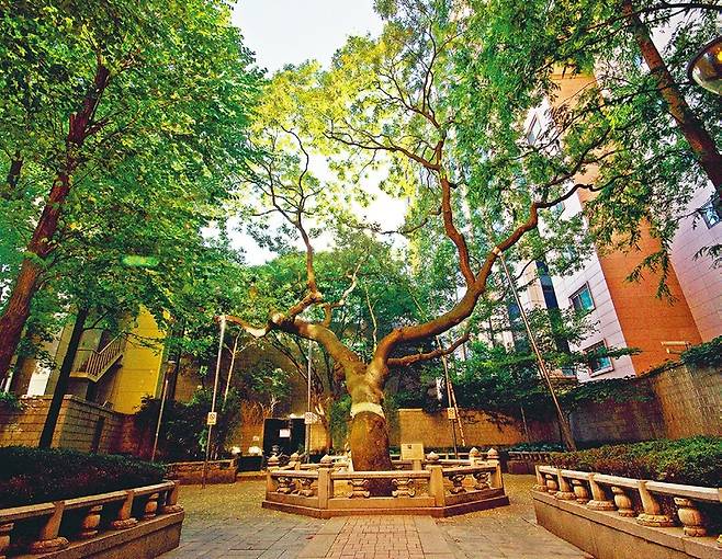 썬비호텔 뒤편 빌딩에 에워싸인 거대한 회화나무.