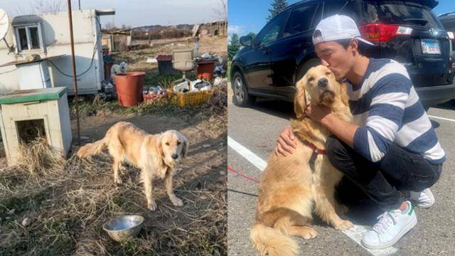 줄리엣은 2020년 충남 홍성군의 개농장 한쪽 쇠사슬에 묶여 있다 구조(왼쪽 사진)돼 다니엘 헤니에게 입양됐다. 헤니가 2020년 8월 18일 줄리엣을 입양한 당일 촬영한 모습. HSI 제공