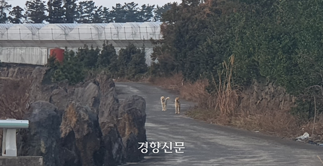 제주의 중산간 마을을 떠돌고 있는 유기견. 박미라 기자