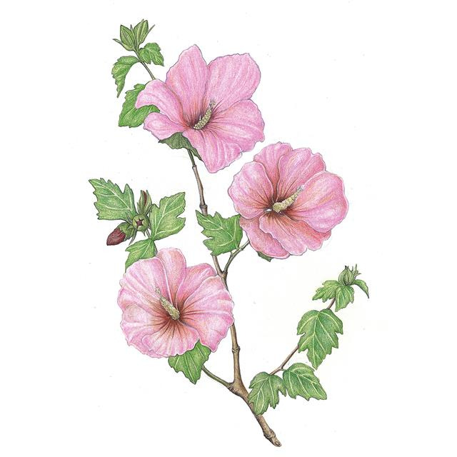 무궁화는 이른 아침 꽃을 피워 오후가 되면 꽃잎을 오므리는 수면 운동을 길게는 3개월간 반복한다.