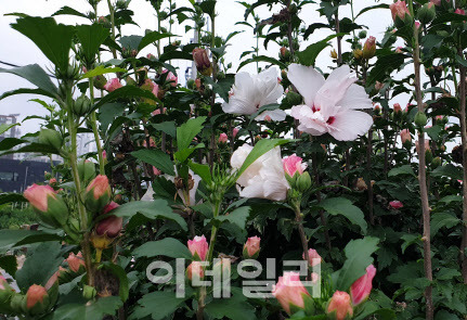무궁화품종 중 하나인 ‘평화’. (사진=국립산립과학원 제공)