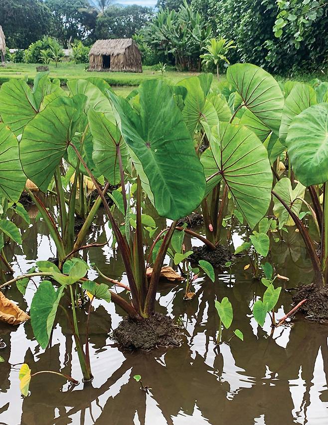 하와이 여행에서 ‘지속 가능성’은 중요한 이슈다. 직접 타로밭에 뛰어들어 전통 농업 방식을 체험할 수 있는 쿠알로아 랜치의 프로그램.