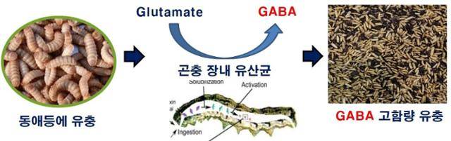 동애동에 사육과정