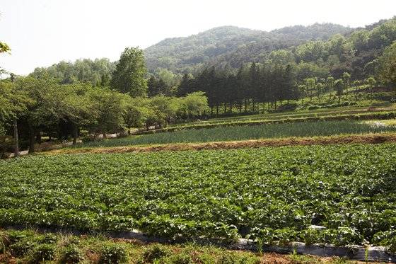 메이필드호텔 직원들이 직접 운영하는 예산농장의 모습. 사진 메이필드호텔