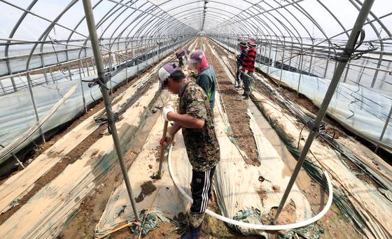 A pumpkin farm in Cheongju, North Chungcheong, clears out mud from the recent rainfall on Friday. [YONHAP]