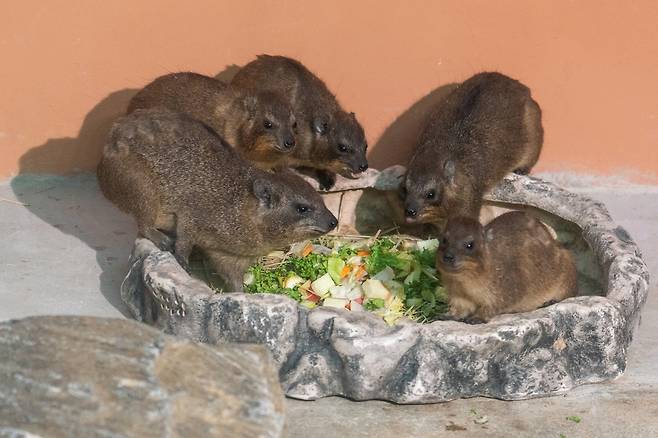 바위너구리 [서울시설공단 제공. 재판매 및 DB 금지]