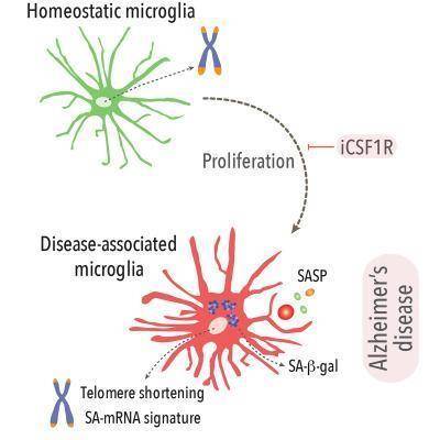 소교세포와 알츠하이머병 소교세포의 증식이 알츠하이머병 진행에 미치는 영향을 보여주는 그래픽.
[영국 사우샘프턴대 Diego Gomez-Nicola. 재판매 및 DB 금지]