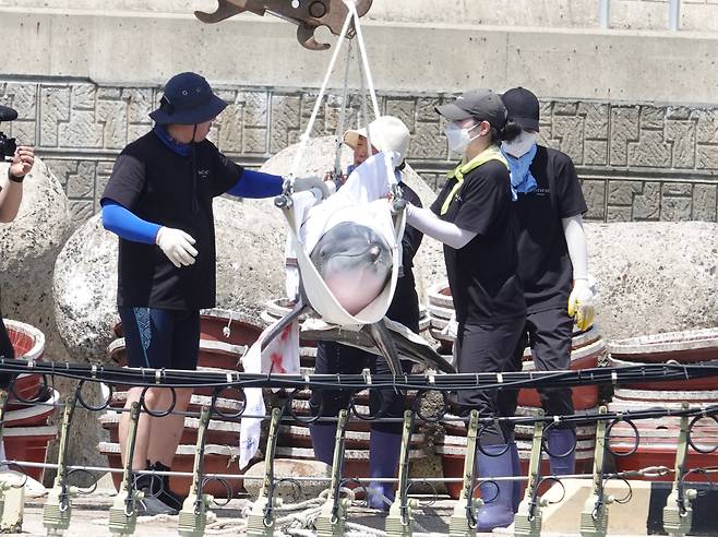 지난 4일 오전 제주 서귀포시 바다로 방류되고 있는 남방큰돌고래 ‘비봉이’. 현재 가두리에서 야생 적응 훈련 중이다. (사진 = 뉴시스 제공)