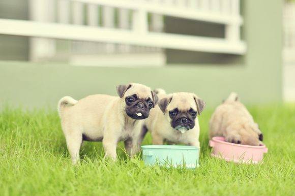 무더운 여름, 우리 댕댕이도 기력을 증진하기 위해 특별 보양식이 필요하다. [사진=게티이미지뱅크]