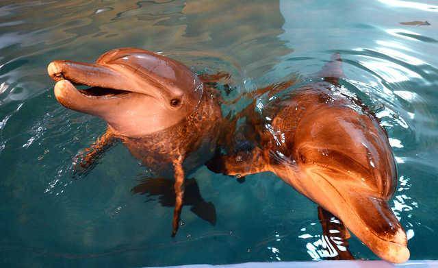 2015년 2월 방류를 앞두고 서울대공원에서 만난 태산이와 복순이. 배우한기자