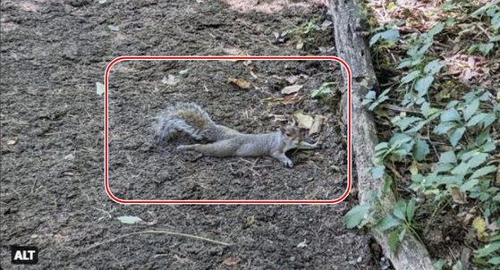 미국 뉴욕의 한 공원에서 포착된 일명 ‘쩍벌 다람쥐’가 눈길을 끌고 있다. 미국 뉴욕시 공원관리 당국 트위터 캡처.