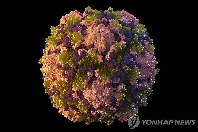 소아마비 바이러스 [AP/CDC 연합뉴스 자료사진]