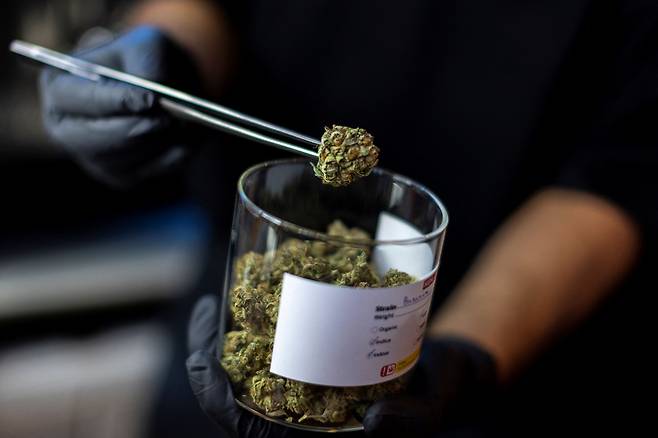 <YONHAP PHOTO-4378> 대마 합법화 첫날 맞은 태국     (방콕 로이터=연합뉴스) 태국 정부가 마약법상 불법 약물에서 대마를 제외한 첫날인 9일(현지시간) 방콕의 마리화나 테마 식당인 하이랜드 카페에서 직원이 대마 조각을 들고 있다. 태국은 대마 산업을 양성해 국익을 증대할 예정이다. 2022.06.09     ddy04002@yna.co.kr/2022-06-09 16:26:02/ <저작권자 ⓒ 1980-2022 ㈜연합뉴스. 무단 전재 재배포 금지.>