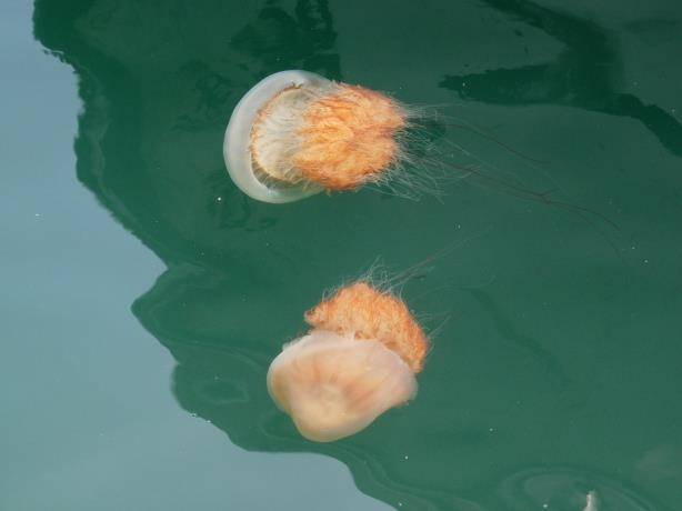 노무라입깃해파리. 해양수산부 제공